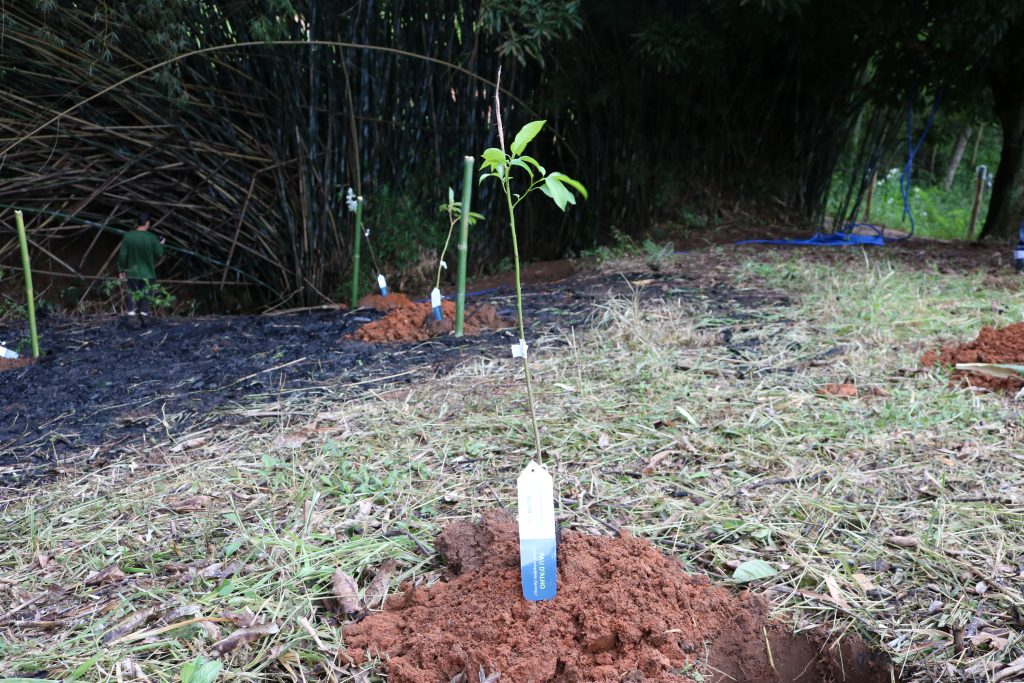 Preservação e engajamento marcam as comemorações pelo Dia da Água - Aliança Energia