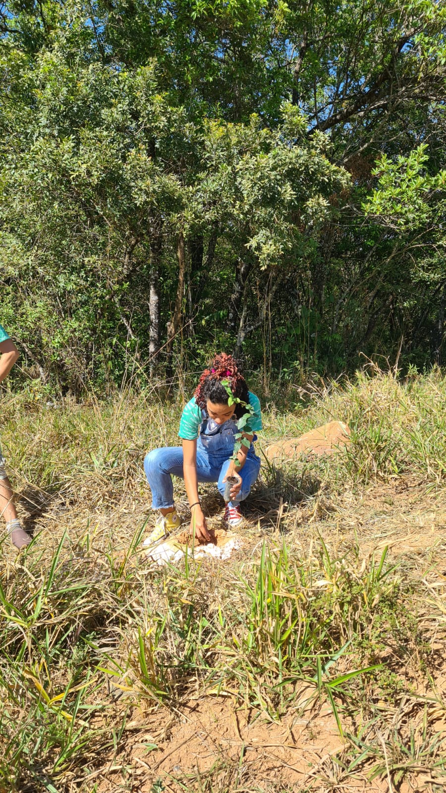 Aliança participa de ação ambiental em comemoração ao Dia da Árvore - Aliança Energia