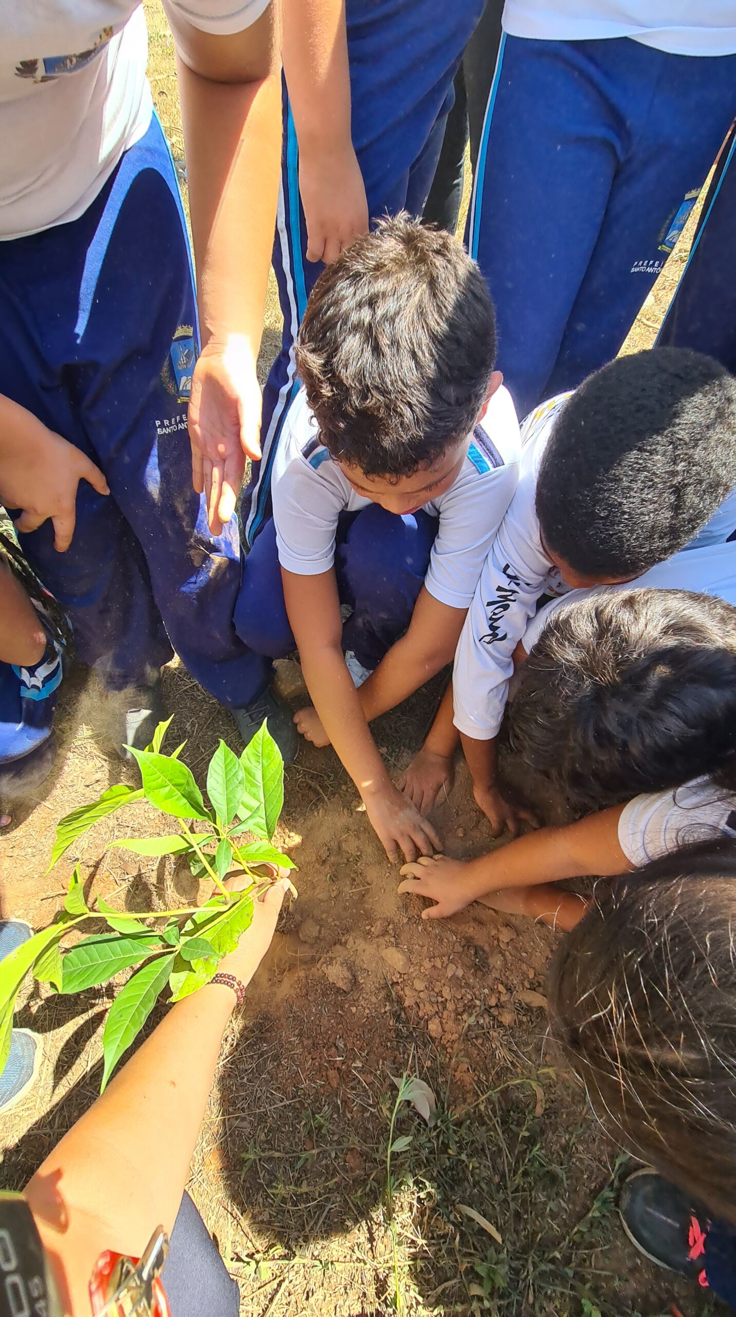 Aliança participa de ação ambiental em comemoração ao Dia da Árvore - Aliança Energia