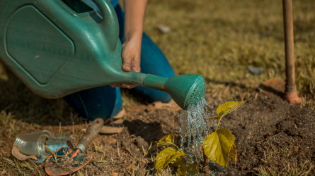 Capa Dia Conservação do Solo 26